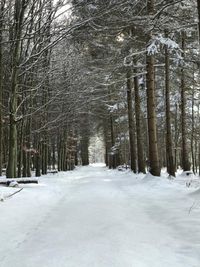 Wald Winter2